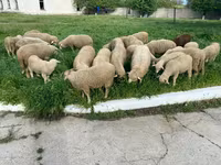Schaf, Schafe — Foto 5