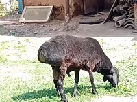 Carnero, Rhon sheep — foto 4