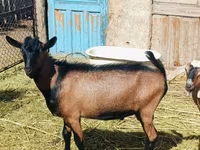 Cabro, Nubian Goat — foto 4