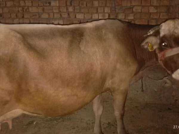 Ukrainian Brown Dairy Cattle