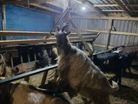 Cabra, Cabras — foto 1