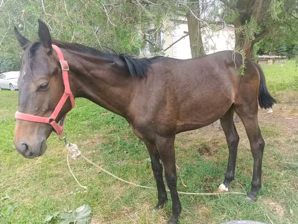 Hengst, Kuznetsk Horse — Kirgisistan