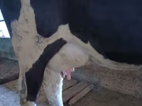 गाय, Russian Black pied cattle — फ़ोटो 2