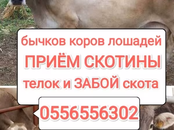 Коровы