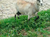 Echki, Echkilar — 3-rasm