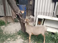 Кочкор, Эдильбай койу — сүрөт 3