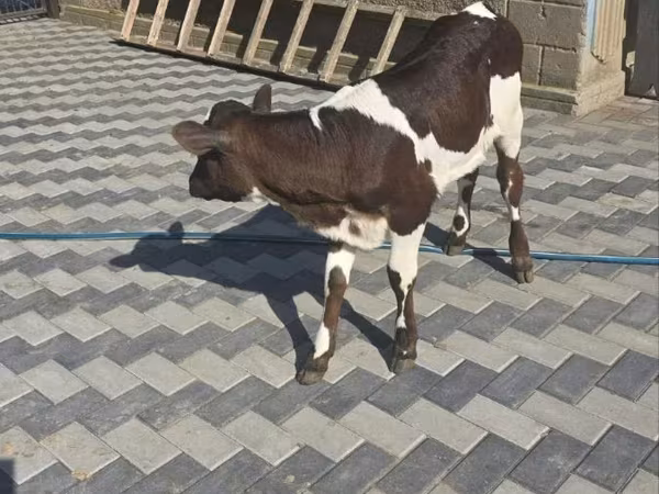Уй, Сиырлар