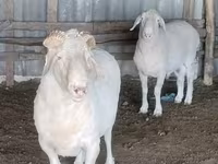 كبش, الأغنام — الصورة 3