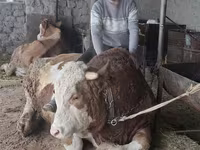 Bulle, Simmental cattle — Foto 1