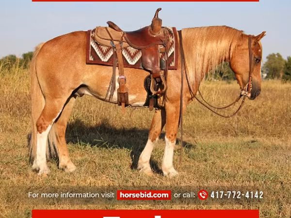 Hengst, Gypsy horse