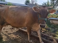 Vaca, Swiss cattle — foto 1