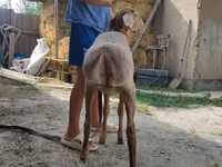 Кочкор, Эдильбай койу — сүрөт 5