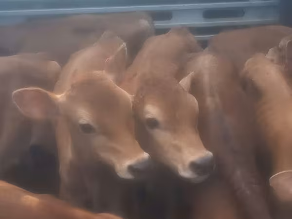 公牛, Cattle