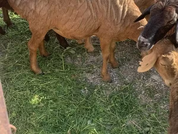 Carnero, Ovejas — Kazajistán