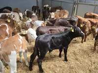 Toro, Ganado vacuno — foto 7