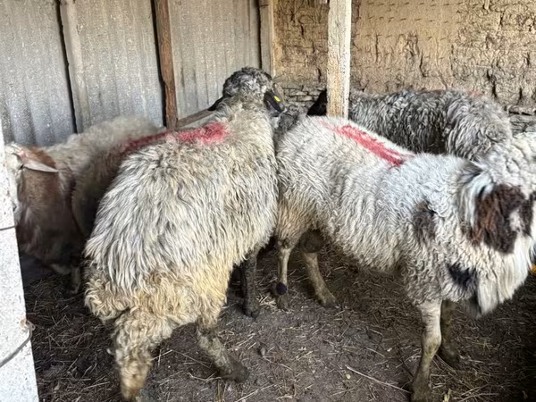 Ram, Sheep