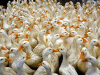 Amerika Pekin — 2-rasm