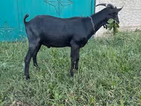 Теке, Murcia-Granada goats — 3-сурет