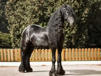 Horse (M), Friesian — photo 5