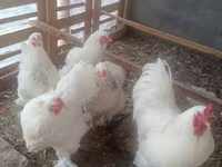 Chickens — 5-rasm