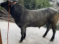 Bull, Belgian Blue — photo 6