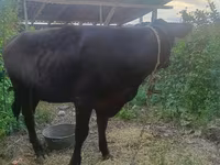 Vaca, Ganado vacuno — foto 3