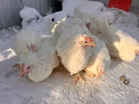 Chickens — 照片 8