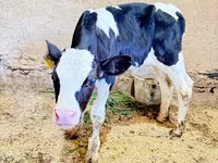 Bulle, Holstein-Rasse — Foto 6