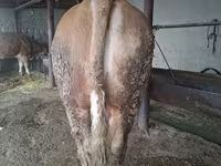 Bulle, Simmental cattle — Foto 6