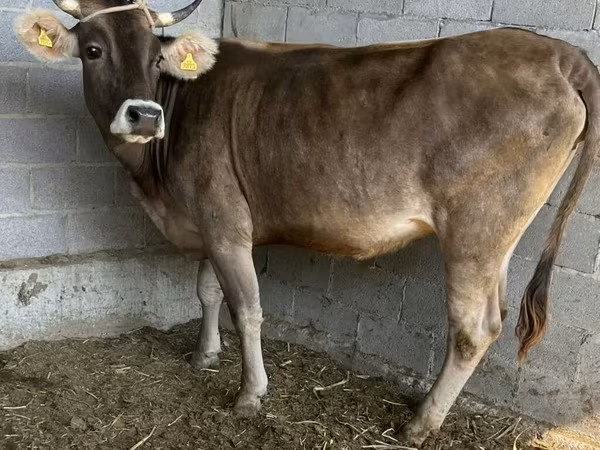 Сиыр, Swiss cattle — Қырғызстан