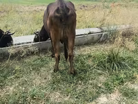 母牛, Cattle — 照片 3