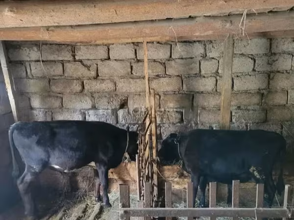 ثور, الماشية