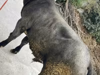 Bull, Belgian Blue — photo 8