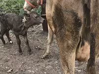 गाय, Simmental cattle — फ़ोटो 7
