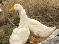 Ducks — foto 5