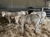 公牛, Charolais cattle — 照片 2