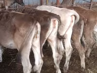Сиыр, Simmental cattle — 4-сурет