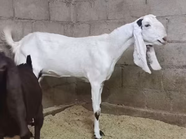 Эчки, Камори эчки