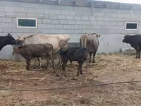母牛, Cattle — 照片 7