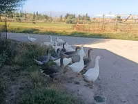 Geese — 1-rasm