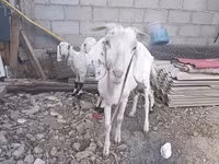 عنزة, الماعز — الصورة 3