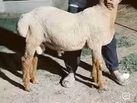 Кочкор, Арашан — сүрөт 2