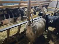 Cabra, Cabras — foto 5