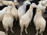 عنزة, الماعز — الصورة 3