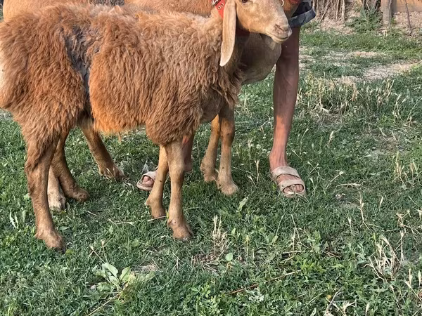 Бараны