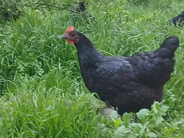 मॉस्को ब्लैक