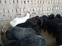 Qoʻchqor, Rhon sheep — 2-rasm