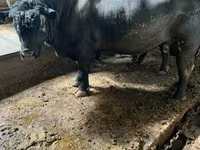 ثور, الماشية — الصورة 5