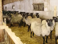 Oveja, Romanov sheep — foto 3