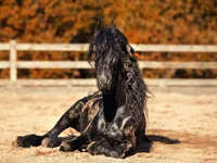 Horse (M), Friesian — photo 3